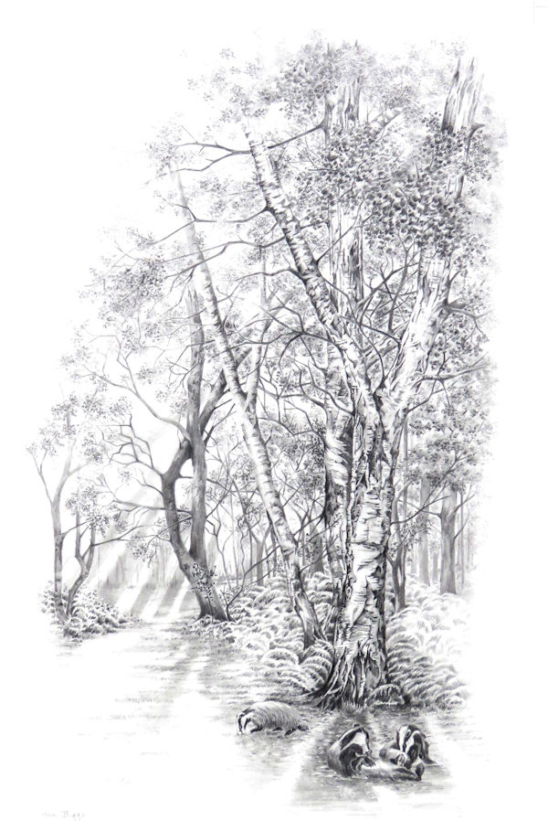 Badgers wood